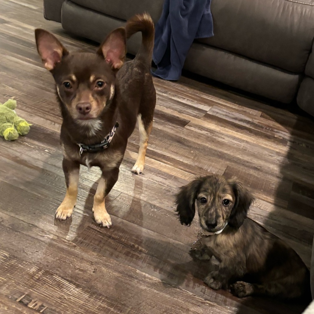 Meet your Posher, Lainey